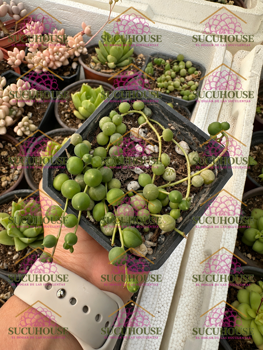 Senecio rowleyanus