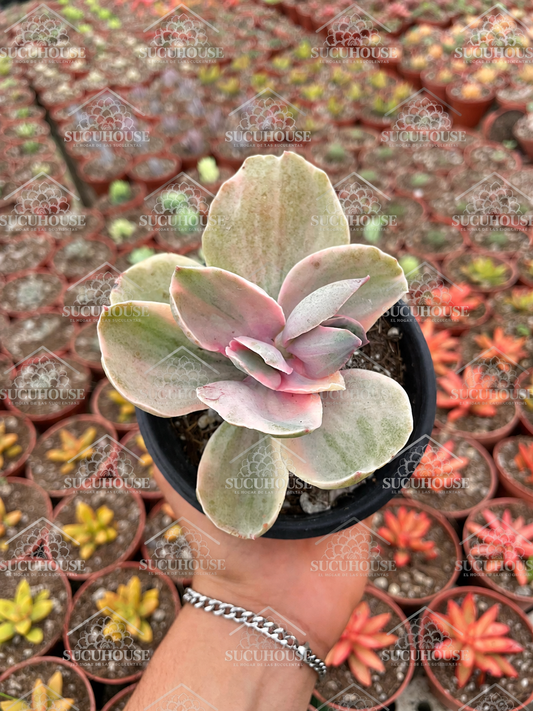 Echeveria Decora