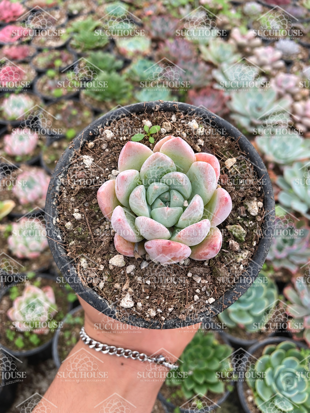 Echeveria Alba Beauty