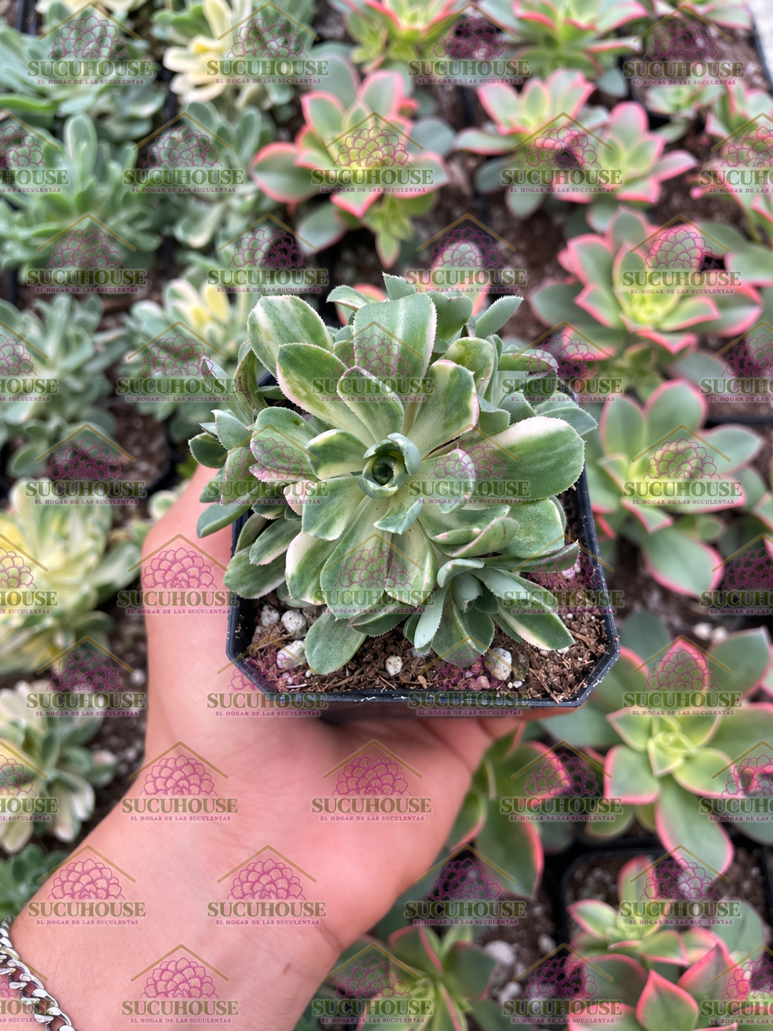 Aeonium castello
