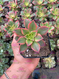 Aeonium Kiwi