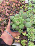 Crassula orbicularis