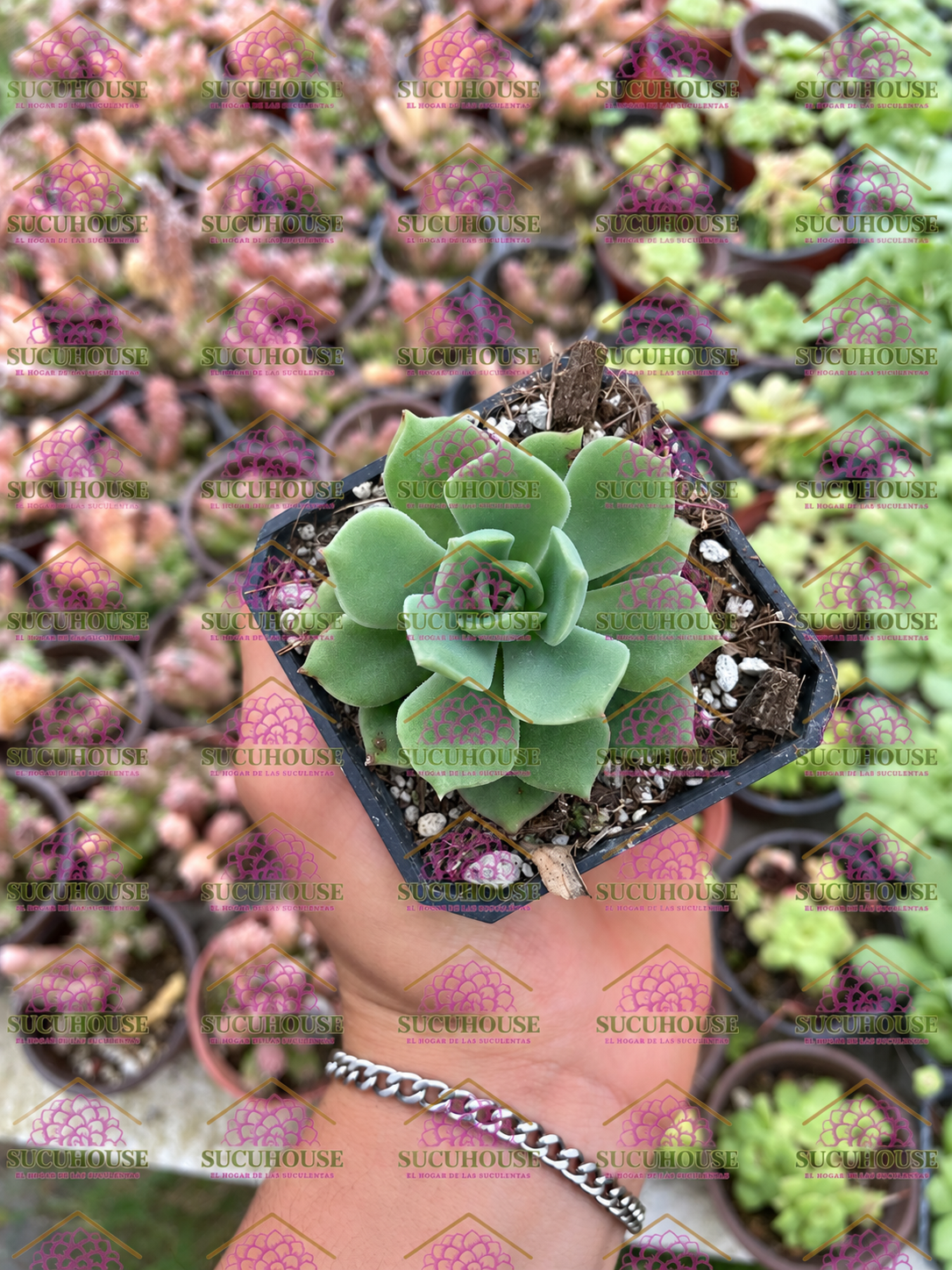 Echeveria Dondo