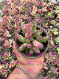 Huernia macrocarpa