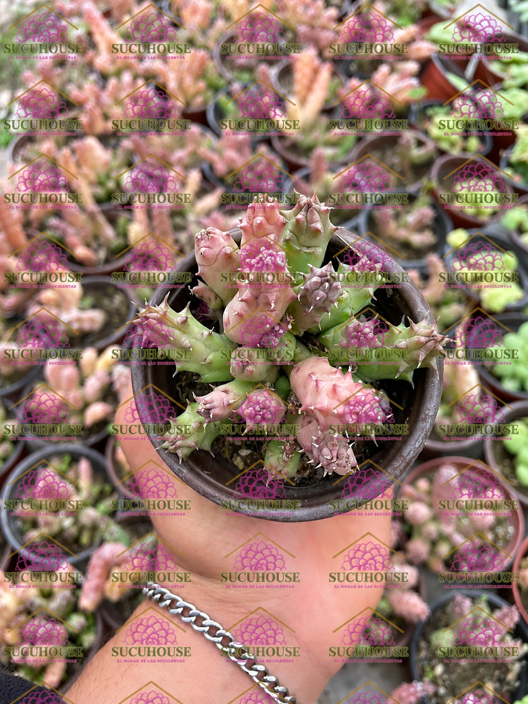 Huernia macrocarpa