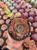 Echeveria Suyon