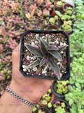 Cyanotis somaliensis