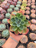 Echeveria Goochie