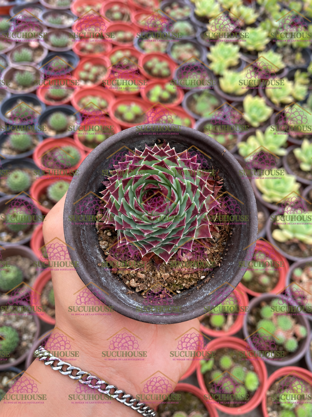 Sempervivum calcareum