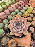 Echeveria Orion