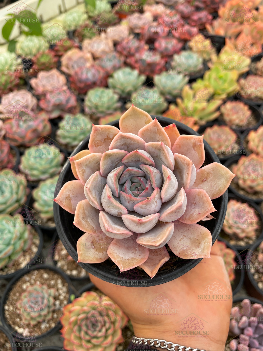 Echeveria Orion