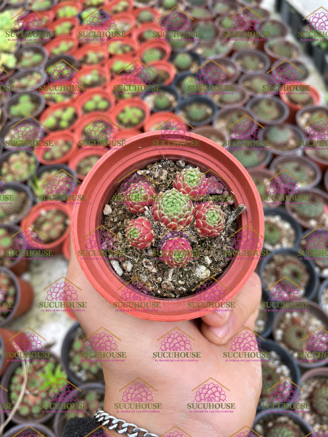 Sempervivum Green Ice