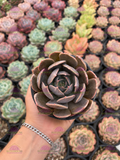 Echeveria Marrom