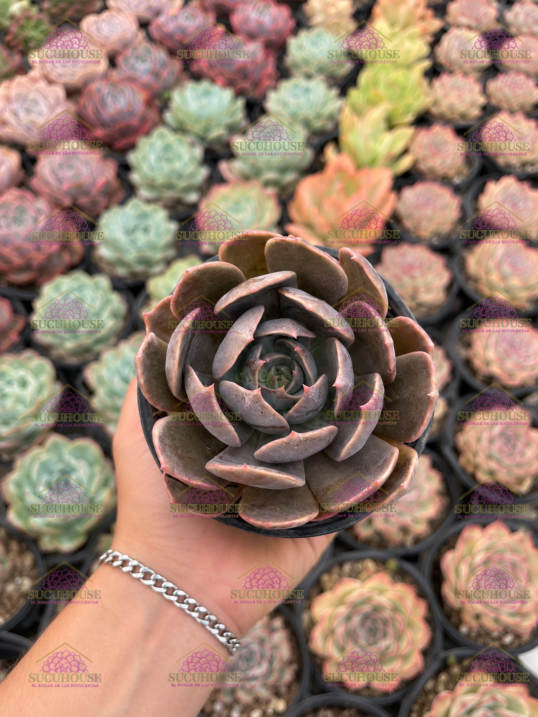 Echeveria Marrom
