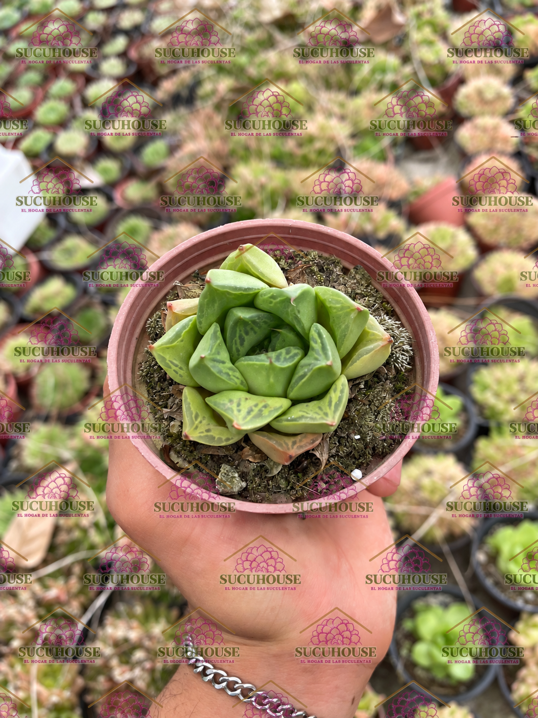 Haworthia cuspidata