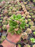 Haworthia cymbiformis