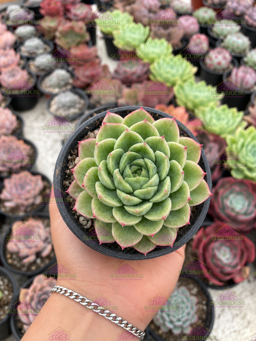 Echeveria Lime n' Chili