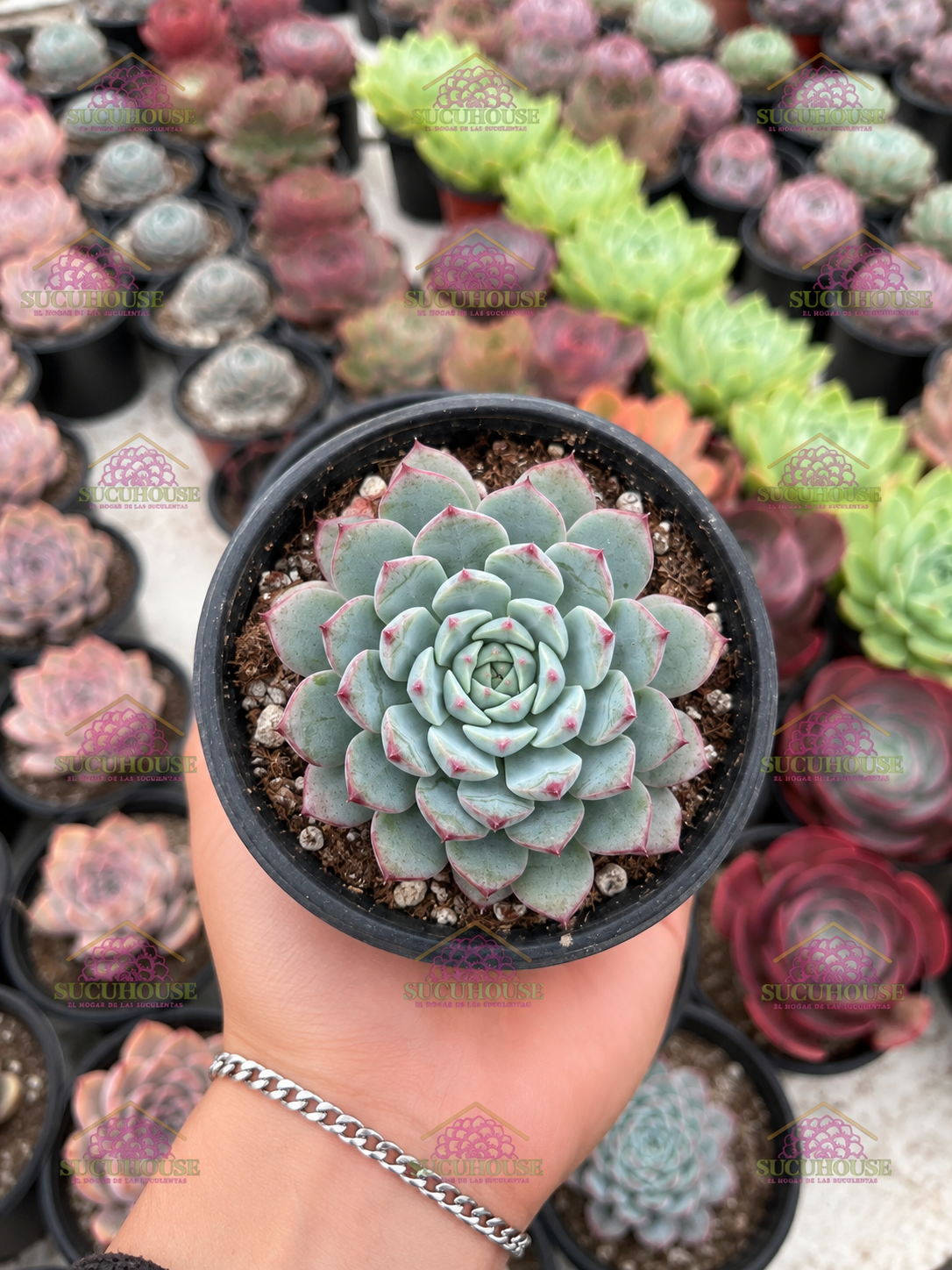 Echeveria blue jasmine