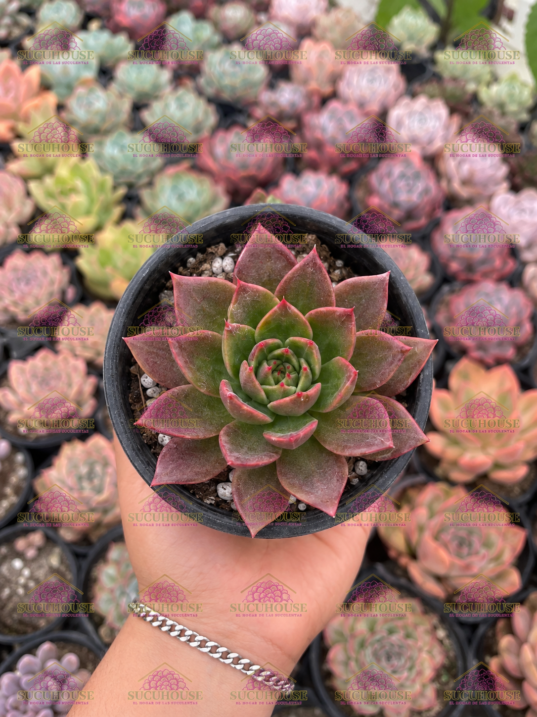 Agavoide variegado