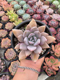 Graptoveria Lulu