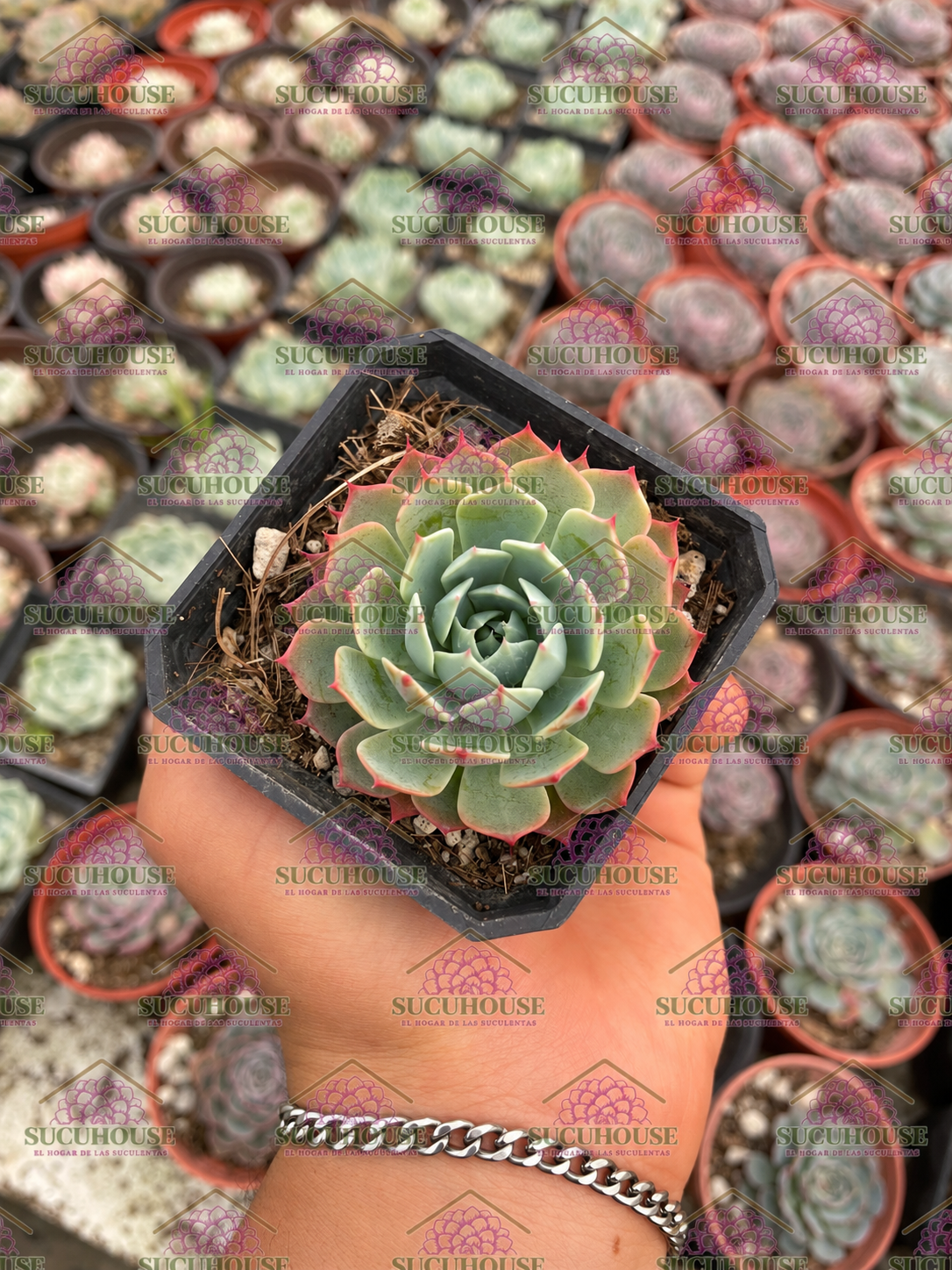 Echeveria kirov