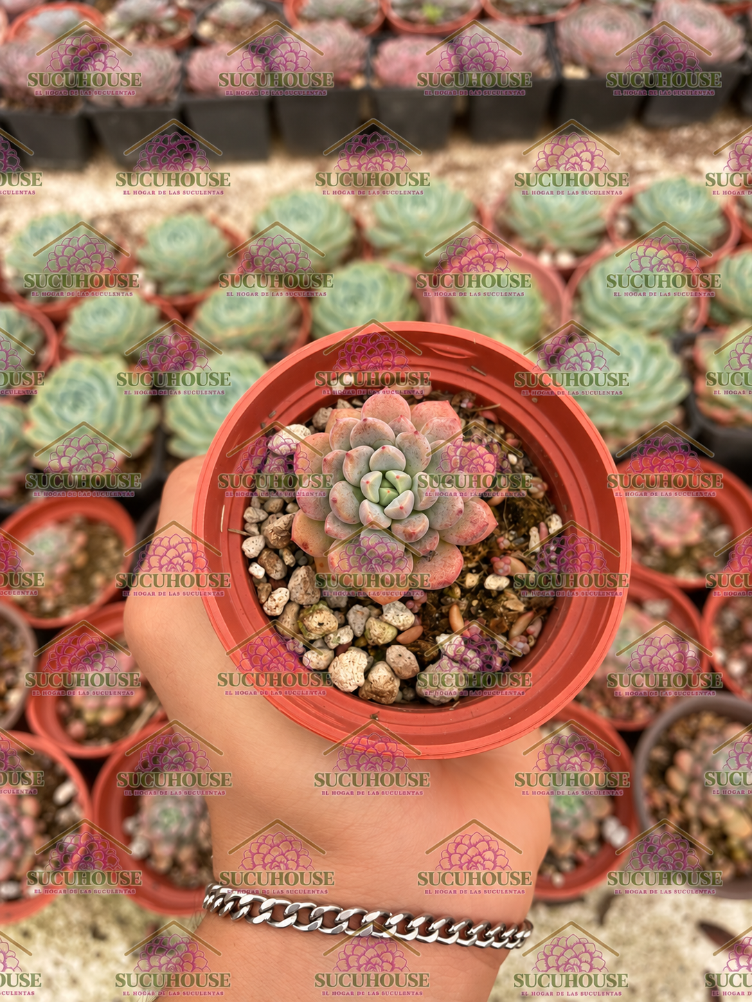 Echeveria Bella Rouge