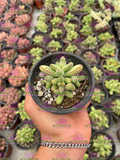 Crassula nudicaulis var. herrei
