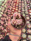 Graptopetalum Mirinae