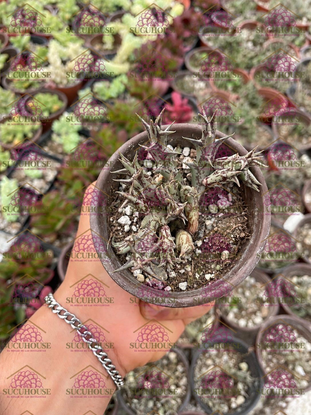 Orbea dummeri