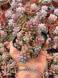 Graptopetalum Cherry Danko