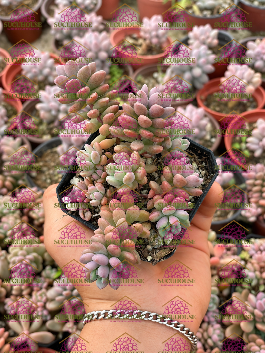 Graptopetalum Cherry Danko