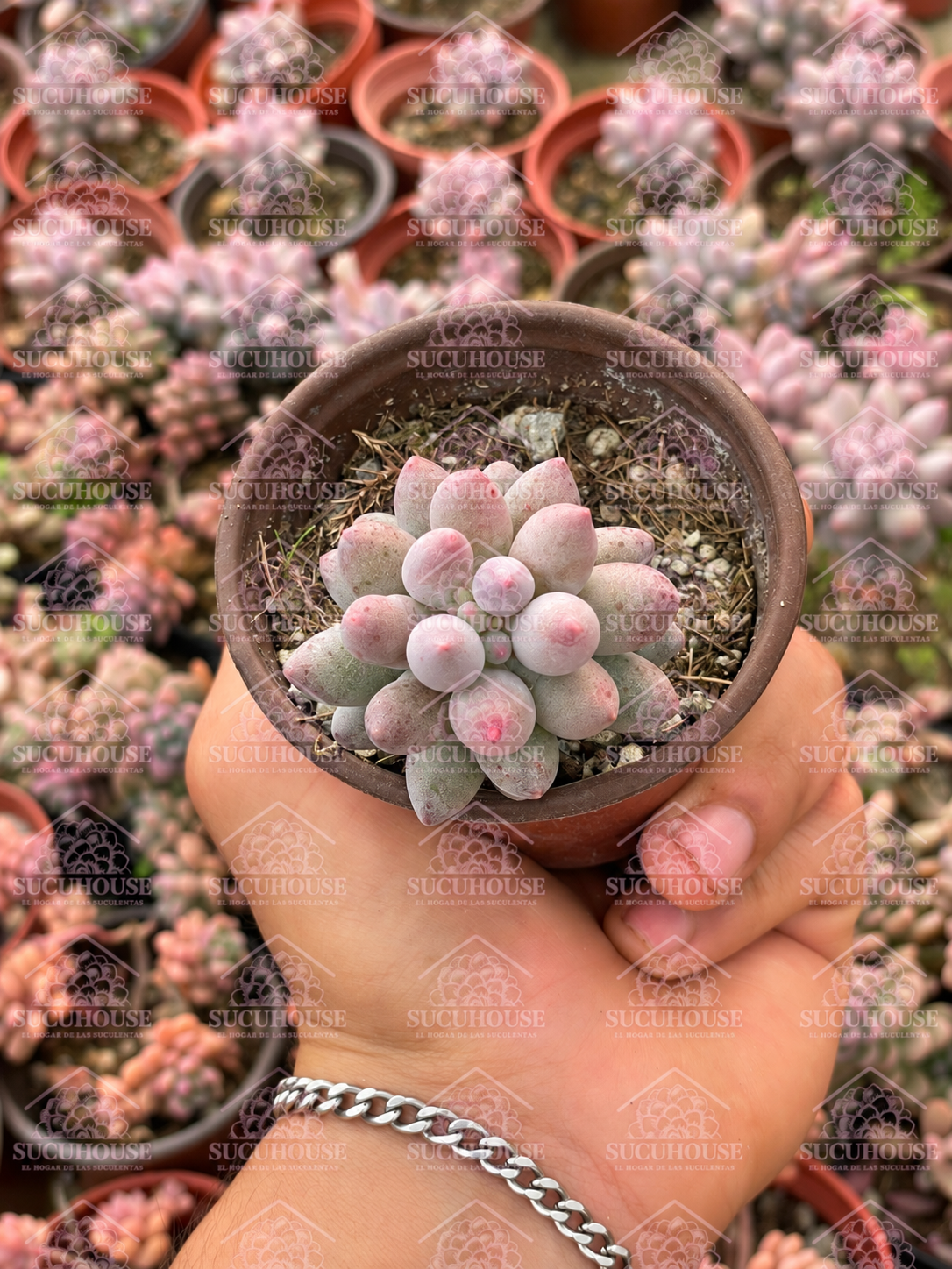 Pachyphytum machucae,