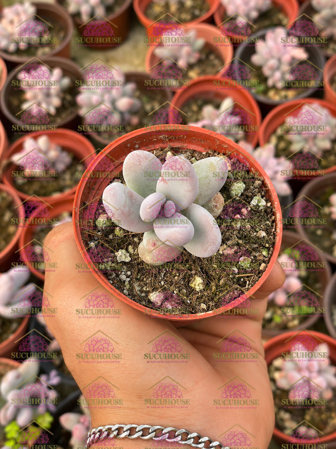 Sedum craigii
