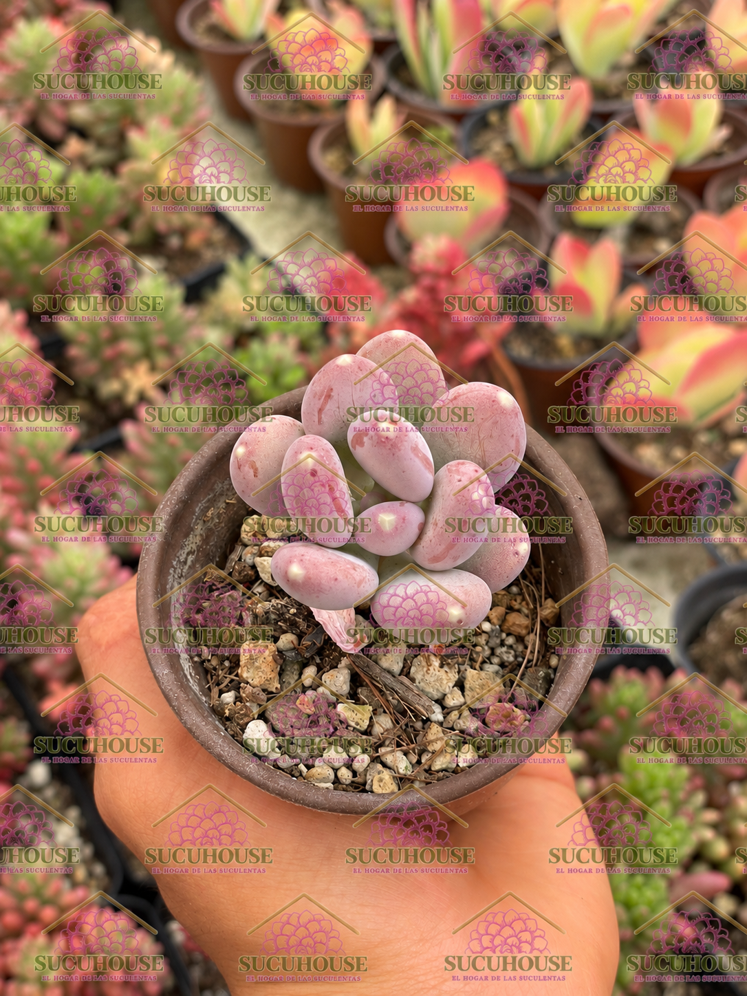 Pachyphytum glutinicaule,
