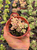 Graptopetalum fruticosum