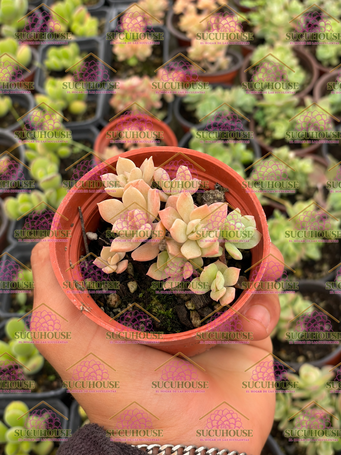 Graptopetalum fruticosum