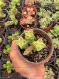 Crassula perforata Variegata