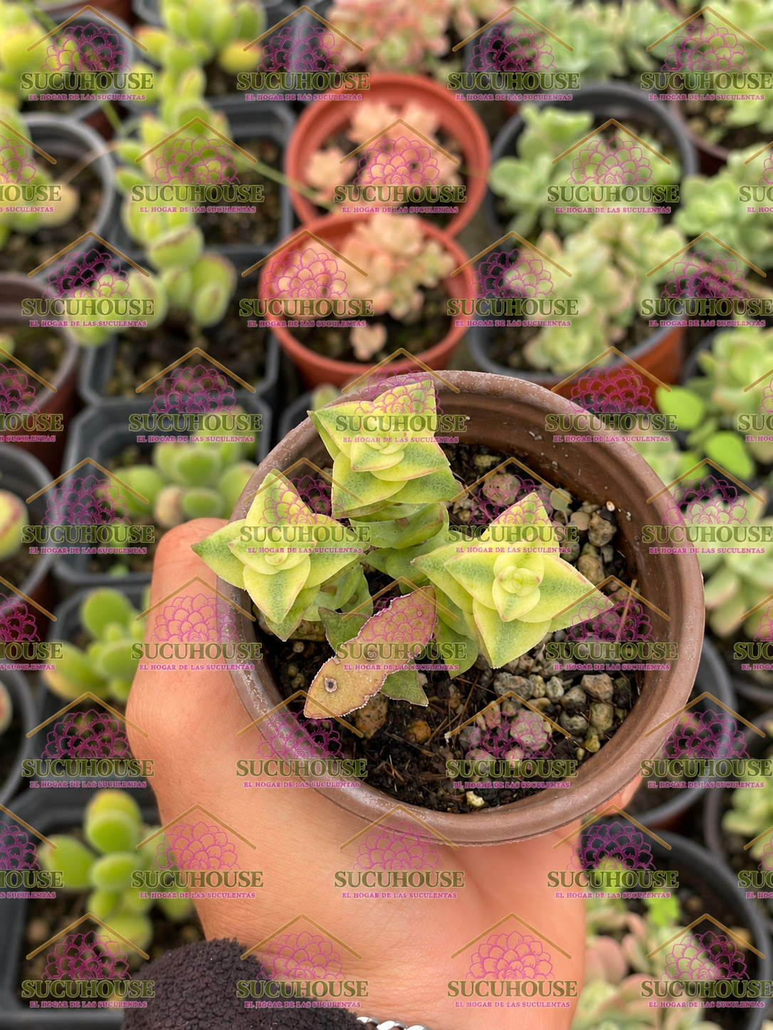 Crassula perforata Variegata