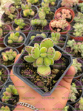 Cotyledon tomentosa