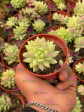 Sedeveria Harry Butterfield