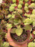 Crassula streyi