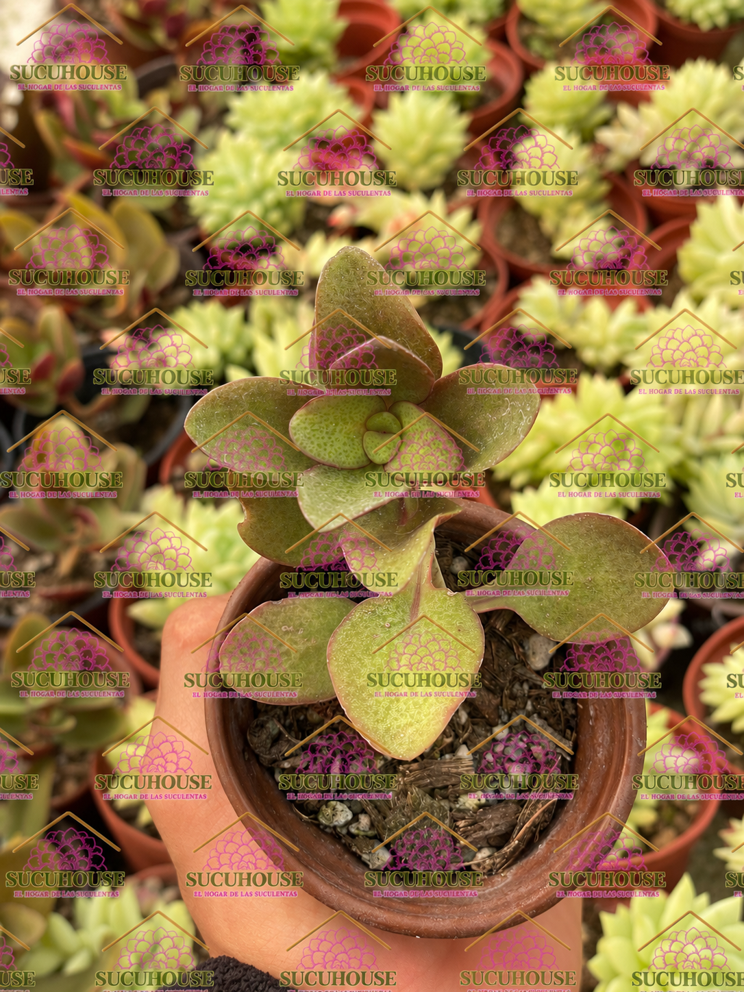 Crassula streyi