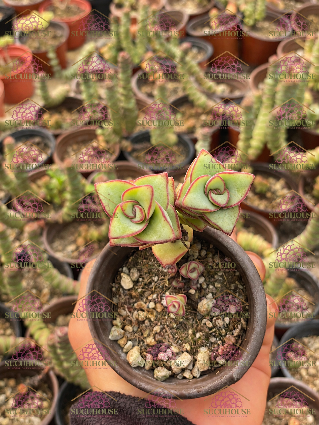 Crassula perforata