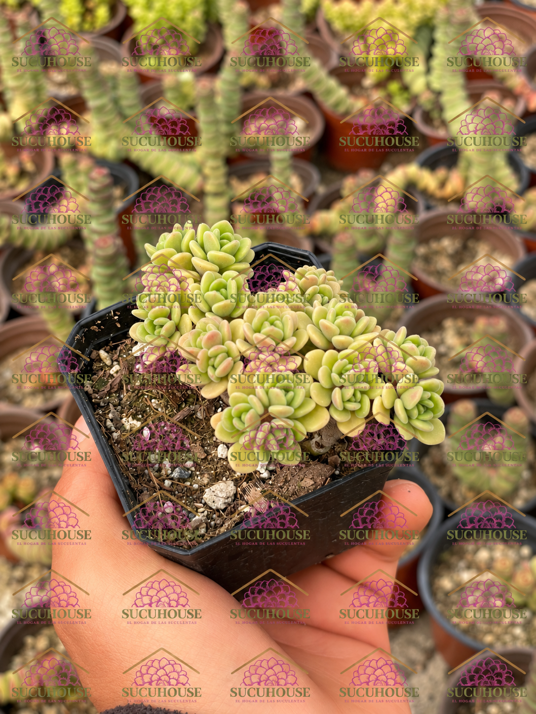 Aeonium lindleyi