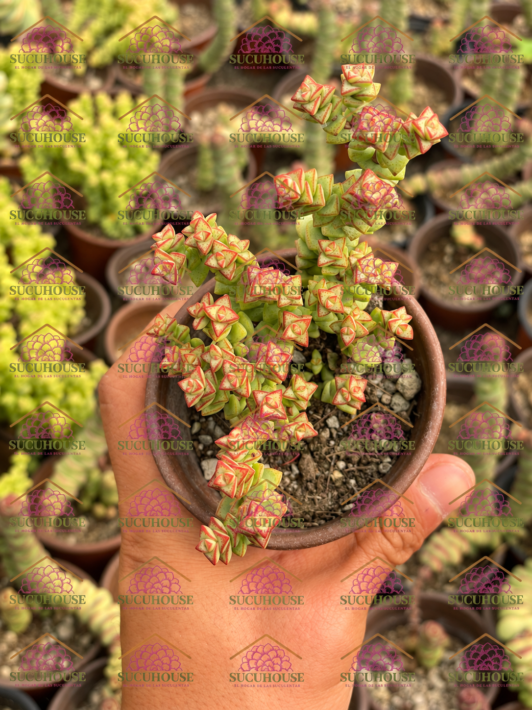 Crassula Tom Thumb