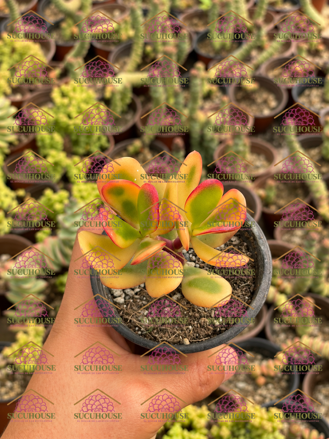 Crassula ovata variegata