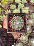 Sempervivum arachnoideum