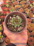 Sempervivum Oddity