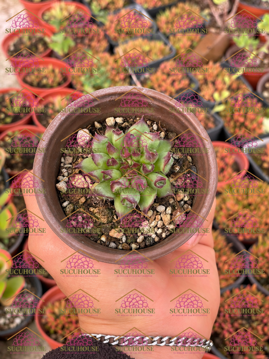 Sempervivum Oddity