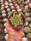 Echeveria Doris Taylor